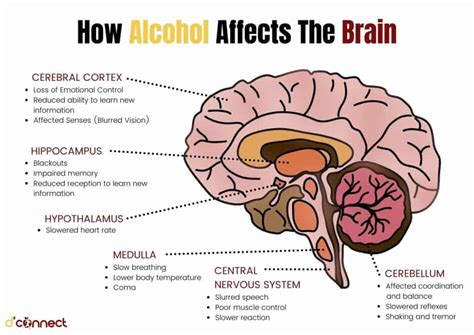 effects of alcohol on a developing brain