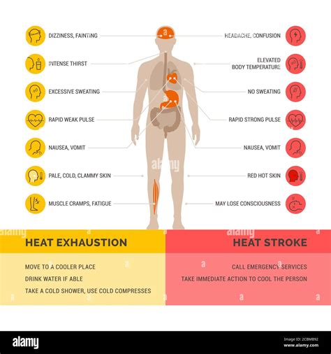 effects of heat exhaustion on the body