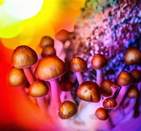 effects of magic mushrooms on psilocybin
