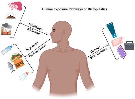 Effects Of Microplastics