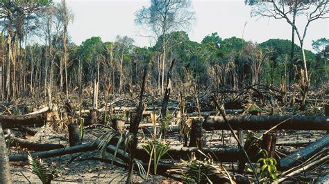 effects of rainforest deforestation
