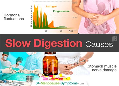 Effects Of Slow Digestion