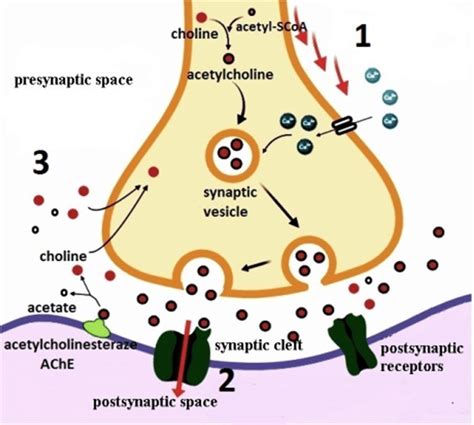 effects of surplus of acetylcholine