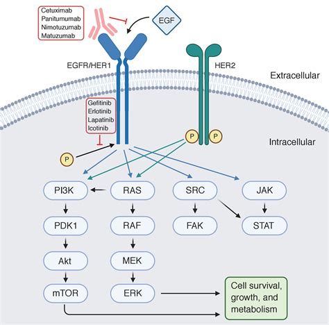 egfr antibody cell signaling