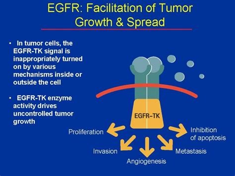 egfr meaning in cancer