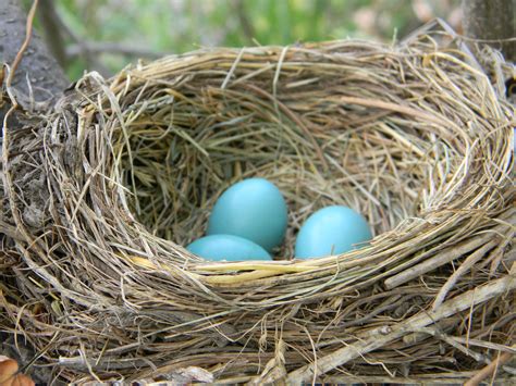 8" Woven Natural Nest With Three Eggs [246476