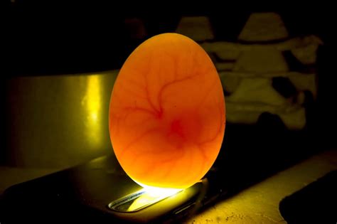 Egg Candling Definition