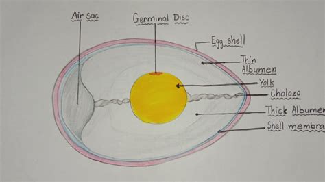 Egg Drawing With Label