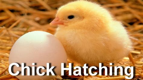egg hatching video