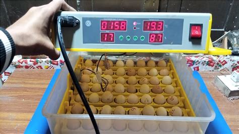 Egg Incubator Lockdown