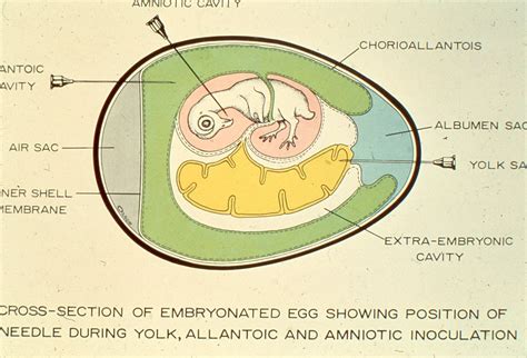 Egg Inoculation Definition