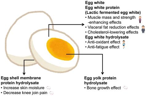 Egg Protein Part