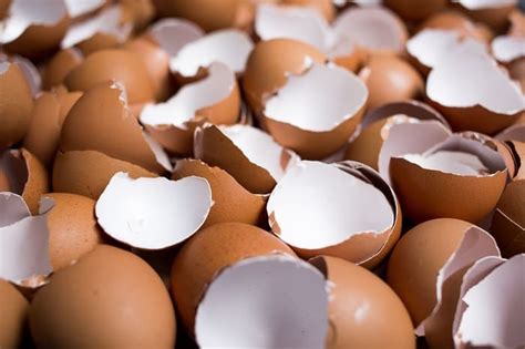 Egg Shells Good For Compost