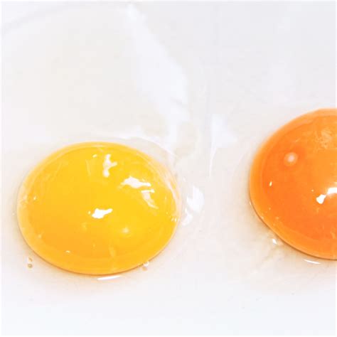 egg with orange yolk