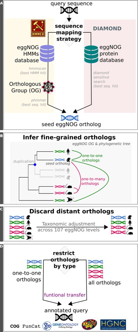 Eggnog-Mapper Tutorial