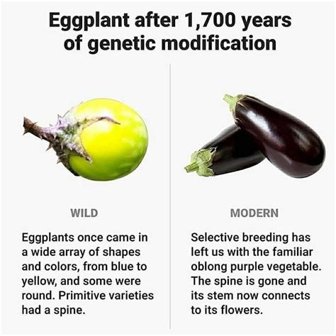 eggplant before selective breeding