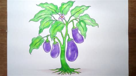 Eggplant Tree Drawing