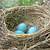 eggs nest