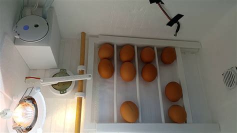 Eggs Inc Internal Hatchery Sharing