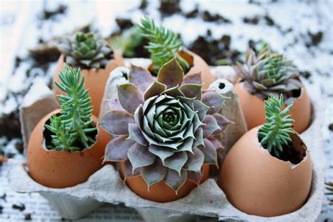 Eggshells For Indoor Plants The Ultimate Guide