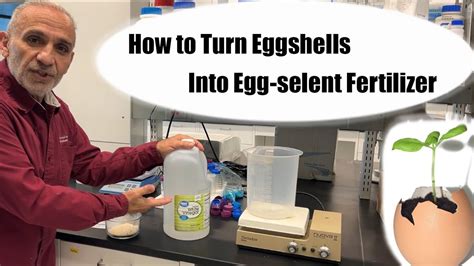 Eggshells Vinegar Calcium