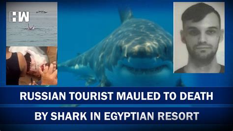 egyptian tiger shark attack