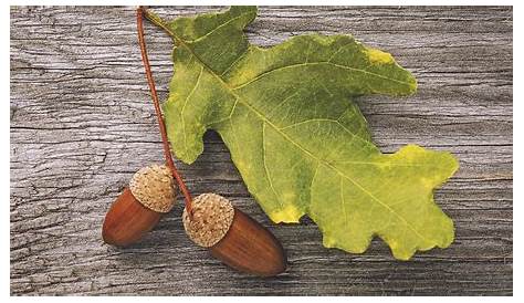 Oak Trees — What To Know? Our Guide with Tips (that Work)