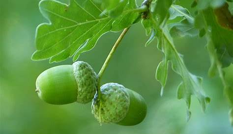 Eiche, Quercus: Eichenbaum pflanzen | Pflege A-Z