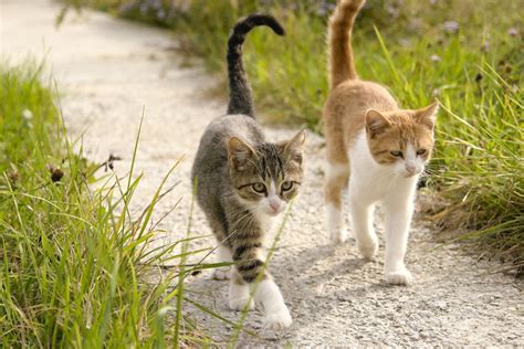 Kater Oder Katze Unterschied information online