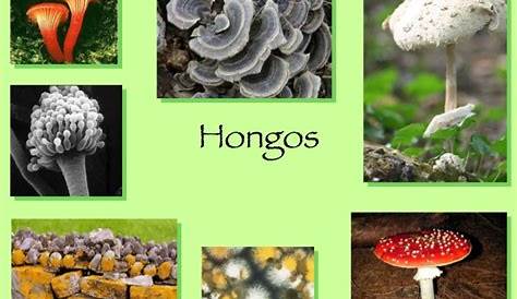DESCRIPCIÓN EN FOTOS DE LOS HONGOS | Hongos, Tipos de hongos, Reinos