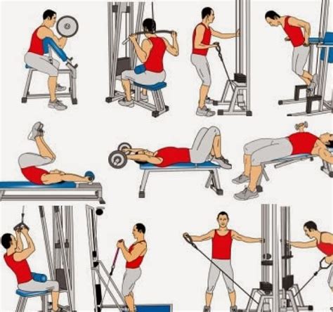 ejercicios para el gym