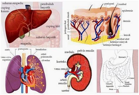 Apa itu organ ekskresi