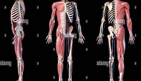 Anatomía Humana completa del cuerpo esquelético, muscular y