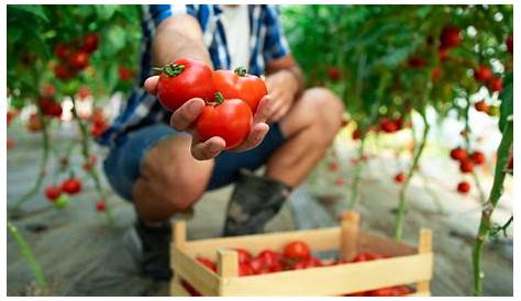 La plaga de la Tuta Absoluta pone en peligro el cultivo del tomate en