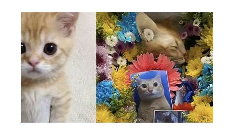 Día Internacional del gato: el origen y los mejores memes de michis