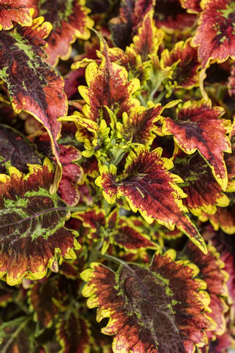 el brighto coleus