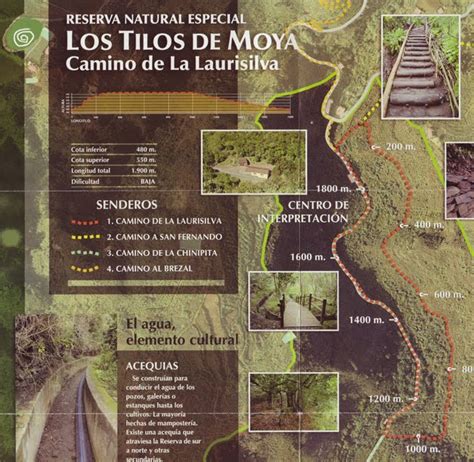 el camino de los tilos