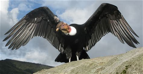 el condor andino caracteristicas