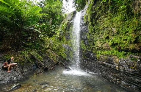 El Yunque Ecosystem