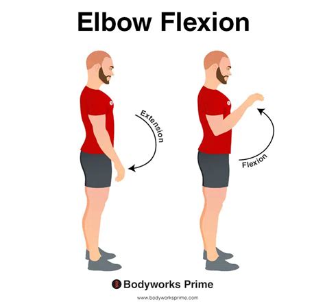 Elbow Flexion In Biceps