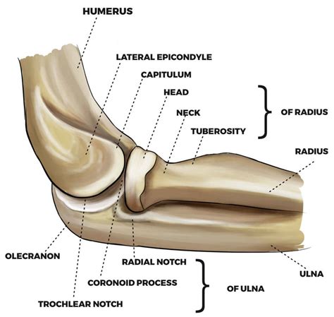 Elbow Joint Olecranon