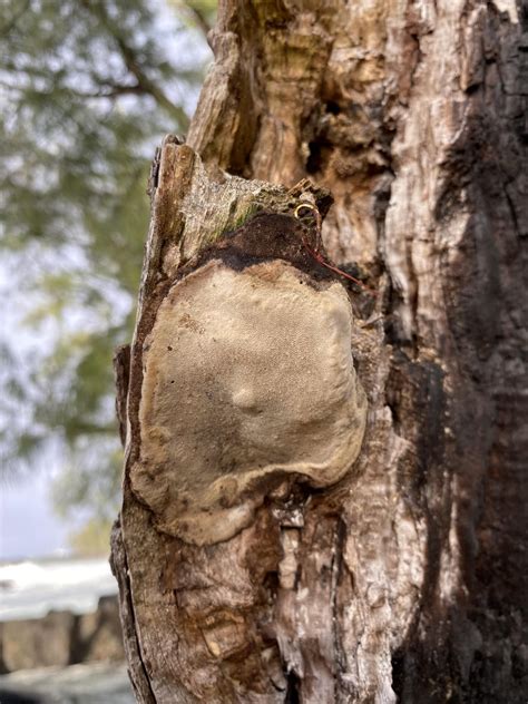 Elbow Patch Crust Mushroom