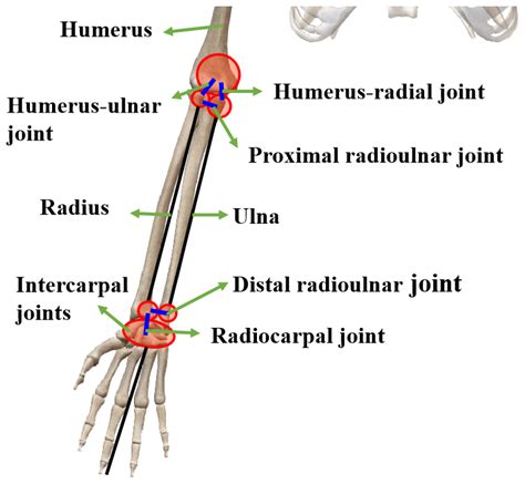 Elbow Wrist Connection