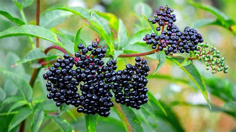 Elderberry