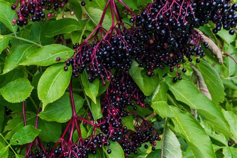 elderberry fresh
