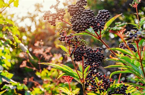 Elderberry Liver Function