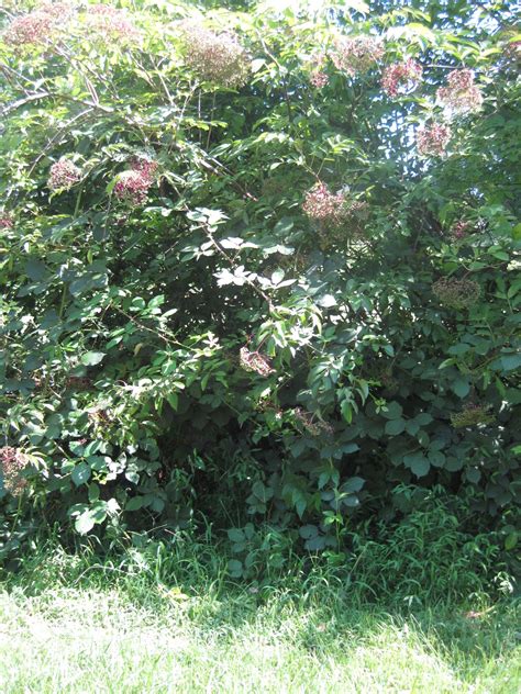 Elderberry Tree Guild