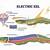 electric eel elitricitey diagram