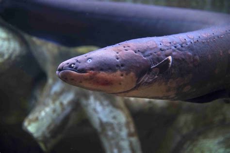 Electric Eel Que Es