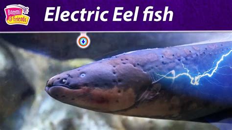 electric eel video for kids
